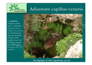 Adiantum capillus-veneris

La capil·lera,
Adiantum capillus-
veneris, “culantrillo
de pozo", viu en
roques, coves, pous,
etc, humitejats per
aigua que precipita
carbonat càlcic.
S´utilitzava per tal
d´evitar la caiguda
del cabell i també
per la tos i els
refredats.




                         Els Degotalls, el Folló, Aiguafreda, juny 05
 