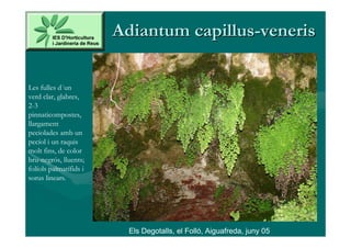 Adiantum capillus-veneris

Les fulles d´un
verd clar, glabres,
2-3
pinnaticompostes,
llargament
peciolades amb un
pecíol i un raquis
molt fins, de color
bru-negrós, lluents;
folíols palmatífids i
sorus linears.




                          Els Degotalls, el Folló, Aiguafreda, juny 05
 