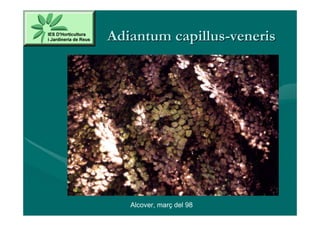 Adiantum capillus-veneris




   Alcover, març del 98
 