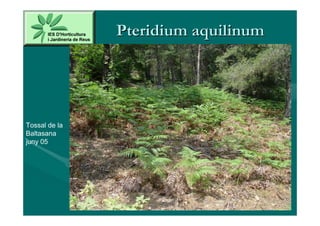 Pteridium aquilinum




Tossal de la
Baltasana
juny 05
 