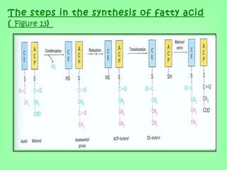 The steps in the synthesis of fatty acid
( Figure 13)
 