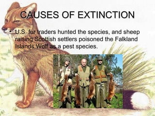 Falklandislandswolf | PPT