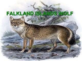 FALKLAND ISLANDS WOLFFALKLAND ISLANDS WOLF
 