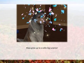 Maxx grew up to a collie big surprise!
 