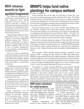 MDA releases     MNNPS helps fund native
weevils to fight plantings for campus wetland	
spotted knapweed by Andrés commute west of the State Fair Grounds on Como Ave., you
                    If you
                           F. Morantes
    The Minnesota Department of
                                          may notice an urban green space on the north side of the road. This urban
Agriculture is alerting farmers and
other landowners about spotted            wetland is known as Sarita Wetlands, and it serves as a major component
knapweed (Centaurea stoebe), an           in stormwater drainage for the University of Minnesota St. Paul campus.
invasive weed that is showing up          In recent years, the campus community has promoted the restoration of this
with increasing frequency in parts of     green space, and MNNPS has contributed to the efforts.
Minnesota. It is considered a threat         The recent efforts began in the winter of 2005 when students from
to agriculture and the environment.       the Fisheries, Wildlife, and Conservation Biology (FWCB) Club and
Seedhead and root weevils are being
                                          University staff outlined a vision for having an on-campus living laboratory
used to help control it.
                                          to complement the education of natural resource studies. To achieve an
    “Spotted knapweed has attractive
                                          urban space with a diversity of native insects, birds, and other subjects for
pink flowers, but it is not a good
neighbor,” Geir Friisoe, MDA plant        study, the vision outlines a need to restore the native vegetation.
protection director said. “When it           The efforts continued during the spring of 2006 and 2007 with tree
becomes established in an area, it        plantings to increase the diversity of the future canopy and removal of some
crowds out forage plants and other        of the heavy boxelder and cottonwood cover. In 2008, MNNPS President
desirable vegetation. This can lead       Scott Milburn guided student planning for increasing the herbaceous
to loss of pasture productivity,          diversity in the wetland shorelines and surrounding woodland uplands at
erosion problems, and degradation
                                          Sarita.
of wildlife habitat.”
    There are extensive infestations         Most recently, FWCB students planted shoreline vegetation in the
in the northwest part of the state, and   spring of 2009. Funding for plant material in 2009 came partly from
it has been found recently in several     MNNPS, which donated $250 to the student-led project. Plantings in 2009
central Minnesota counties. Spotted       included wildflowers such as boneset (Eupatorium perfoliatum), monkey-
knapweed arrived in North America         flower (Mimulus ringens), and great blue lobelia (Lobelia siphilitica), and
in the early 1900s as a contaminant       a variety of sedges, including bristly sedge (Carex comosa), fringed sedge
in crop seed.                             (Carex crinita), and needle spike-rush (Eleocharis acicularis).
    The MDA has teamed up with the           This project is a unique ongoing effort that is only possible through
Departments of Natural Resources
                                          the continued cooperation and leadership of FWCB students, campus
(DNR) and Transportation (Mn/
DOT) to introduce seedhead weevils        staff, professors, and outside organizations like MNNPS. While student
at multiple sites in Chippewa County      leadership in the project changes from year to year, several campus
to reduce the spread and impact of        faculty have played a major role in the project, most notably Professor
knapweed in that area.                    Peter Jordan, a past presenter for MNNPS. To date, the university has not
     Seedhead weevils lay their eggs      officially committed to sponsoring the project. Therefore, future success
on knapweed flowers, and the larvae       of this project will continue to rely on volunteers, grants, and donations.
eat developing seeds. The larvae of
the root weevil feed and develop          DNR seeks volunteers                   dnr.state.mn.us/volunteering/index.
                                                                                 Individuals, families, and groups are
in knapweed roots, weakening or           for varied projects                    welcome to participate. Children
killing the plants.                           The DNR needs assistance with under the age of 16 must be under
    Small infestations can be             collecting prairie seeds, brushing adult supervision to volunteer.
controlled by gloved hand-weeding,        trails, bud-capping trees, surveying       If a DNR opportunity is not
followed by herbicide treatment           trail users, installing tree shelters, listed for your area, contact your
to kill remaining seeds. Weevils          transcribing historical interviews, local DNR office to inquire about
may be the better option for larger       and river clean-ups throughout available volunteer positions. For
sites. For additional information,        Minnesota.                             the number and location of your local
go to www.mda.state.mn.us/plants/             Volunteer opportunities are office, call the DNR Information
badplants/skw-origin                      posted on their website at www. Center, 1-888-646-6367.
                                                                                                             3
 