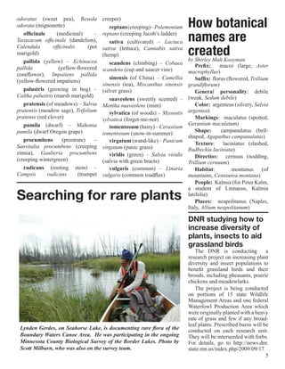 odoratus (sweet pea), Reseda
odorata (mignonette)
                                        creeper)
                                            reptans (creeping) – Polemonium    How botanical
   officinale     (medicinal)
Taraxacum officinale (dandelion),
                                    –   reptans (creeping Jacob’s ladder)
                                            sativa (cultivated) – Lactuca      names are
Calendula
marigold)
                officinalis      (pot   sativa (lettuce), Cannabis sativa
                                        (hemp)                                 created
                                                                               by Shirley Mah Kooyman
   pallida (yellow) – Echinacea             scandens (climbing) – Cobaea
pallida            (yellow-flowered                                                Prefix:     macro (large, Aster
                                        scandens (cup and saucer vine)         macrophyllus)
coneflower), Impatiens pallida
                                            sinensis (of China) – Camellia         Suffix: florus (flowered, Trillium
(yellow-flowered impatiens)
                                        sinensis (tea), Miscanthus sinensis    grandiflorum)
   palustris (growing in bog) –         (silver grass)                             General personality: debile
Caltha palustris (marsh marigold)                                              (weak, Sedum debile)
                                            suaveolens (sweetly scented) –
   pratensis (of meadows) – Salvia      Mentha suaveolens (mint)                   Color: argenteus (silvery, Salvia
pratensis (meadow sage), Trifolium          sylvatica (of woods) – Myosotis    argentea)	
pratense (red clover)                   sylvatica (forget-me-not)                  Markings: maculatus (spotted,
   pumila (dwarf) – Mahonia                                                    Geranium maculatum)
                                            tomentosum (hairy) – Cerastium
pumila (dwarf Oregon grape)                                                        Shape:      campanulatus (bell-
                                        tomentosum (snow-in-summer)
                                                                               shaped, Agapathus campanulatus)
   procumbens        (prostrate)    –       virgatum (wand-like) – Panicum         Texture: laciniatus (slashed,
Sanvitalia procumbens (creeping         virgatum (panic grass)                 Rudbeckia laciniata)
zinnia), Gaulteria procumbens               viridis (green) – Salvia viridis       Direction: cernuus (nodding,
(creeping wintergreen)                  (salvia with green bracts)             Trillium cernuum)
   radicans (rooting stem) –                vulgaris (common) – Linaria            Habitat:          montanus      (of
Campsis       radicans      (trumpet    vulgaris (common toadflax)             mountains, Centaurea montana)
                                                                                   People: Kalmia (for Peter Kalm,
                                                                               a student of Linnaeus, Kalmia
Searching for rare plants                                                      latifolia)
                                                                                   Places: neapolitanus (Naples,
                                                                               Italy, Allium neapolitanum)

                                                                               DNR studying how to
                                                                               increase diversity of
                                                                               plants, insects to aid
                                                                               grassland birds
                                                                                  The DNR is conducting            a
                                                                               research project on increasing plant
                                                                               diversity and insect populations to
                                                                               benefit grassland birds and their
                                                                               broods, including pheasants, prairie
                                                                               chickens and meadowlarks.
                                                                                  The project is being conducted
                                                                               on portions of 15 state Wildlife
                                                                               Management Areas and one federal
                                                                               Waterfowl Production Area which
                                                                               were originally planted with a heavy
                                                                               rate of grass and few if any broad-
                                                                               leaf plants. Prescribed burns will be
 Lynden Gerdes, on Seahorse Lake, is documenting rare flora of the             conducted on each research unit.
 Boundary Waters Canoe Area. He was participating in the ongoing               They will be interseeded with forbs.
 Minnesota County Biological Survey of the Border Lakes. Photo by              For details, go to http://news.dnr.
 Scott Milburn, who was also on the survey team.                               state.mn.us/index.php/2009/09/17
                                                                                                                   5
 