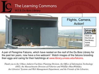 Flights, Camera,
                                                                           Action!


                                                                                          Click on
                                                                                          the link on
                                                                                          the library
                                                                                          home
                                                                                          page.


A pair of Peregrine Falcons, which have nested on the roof of the Du Bois Library for
the past ten years, now have a live webcam! Watch images of the falcons brooding
their eggs and caring for their hatchlings at www.library.umass.edu/falcons.

  Thank you to the UMass Amherst Facilities Planning Division, the Office of Information Technology
              (OIT), the Massachusetts Division of Fisheries and Wildlife (MassWildlife),
      the Libraries' Systems and Web Management Department, and the Friends of the Libraries.
 