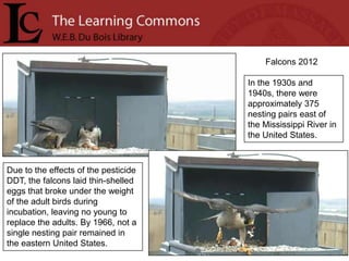 Falcons 2012

                                      In the 1930s and
                                      1940s, there were
                                      approximately 375
                                      nesting pairs east of
                                      the Mississippi River in
                                      the United States.



Due to the effects of the pesticide
DDT, the falcons laid thin-shelled
eggs that broke under the weight
of the adult birds during
incubation, leaving no young to
replace the adults. By 1966, not a
single nesting pair remained in
the eastern United States.
 