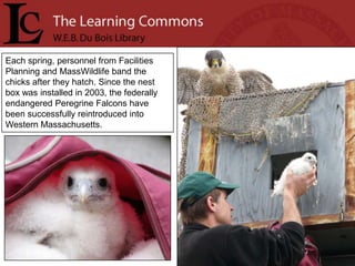 Each spring, personnel from Facilities
Planning and MassWildlife band the
chicks after they hatch. Since the nest
box was installed in 2003, the federally
endangered Peregrine Falcons have
been successfully reintroduced into
Western Massachusetts.
 