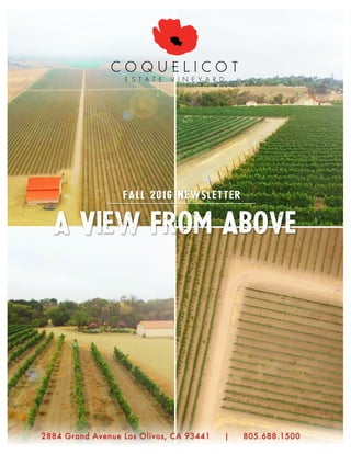 A View From Above
FALL 2016 Newsletter
C O Q U E L I C O T
E S T A T E V I N E Y A R D
2884 Grand Avenue Los Olivos, CA 93441 | 805.688.1500
 