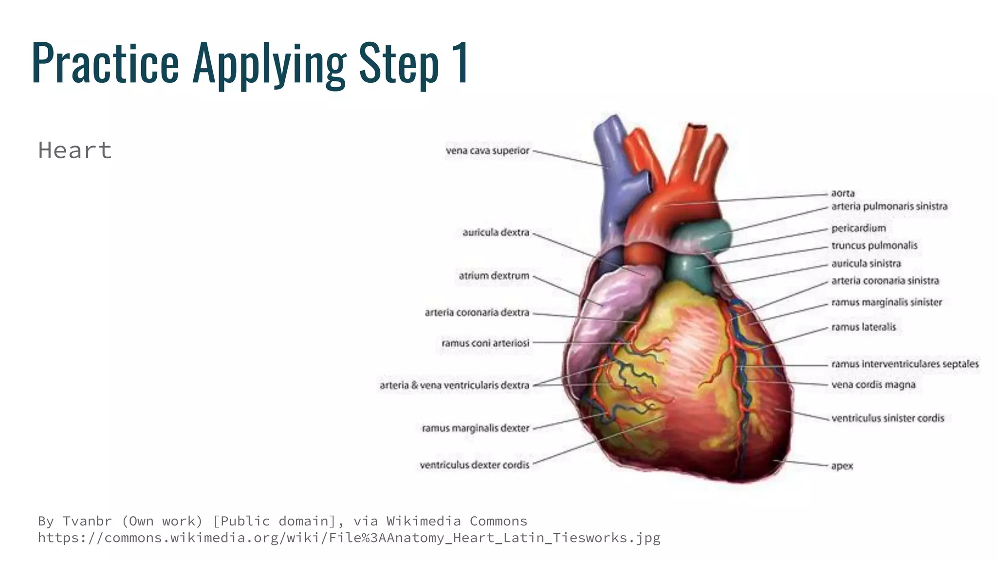 Practice Applying Step 1
Heart
By Tvanbr (Own work) [Public domain], via Wikimedia Commons
https://commons.wikimedia.org/wiki/File%3AAnatomy_Heart_Latin_Tiesworks.jpg
 