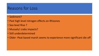 Reasons for Loss
• Sediment?
• Past high level nitrogen effects on Rhizones
• Sea level Rise ?
• Mussels/ crabs impacts?
• Still underdetermined
• Older -Peat based marsh seems to experience more significant die off
 
