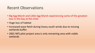 Recent Observations
• Big Egg Marsh and Little Egg Marsh experiencing some of the greatest
loss in the bay at this time
• Huge loss of habitat
• Increased wave fetch during heavy south winds due to missing
wetlands buffer.
• 2001 NPS pilot project area is only remaining area with viable
wetlands
 