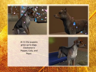 At 11 the puppies
grew up to dogs.
   Clockwise is
Pepper, Cola, and
      Pepsi.
 