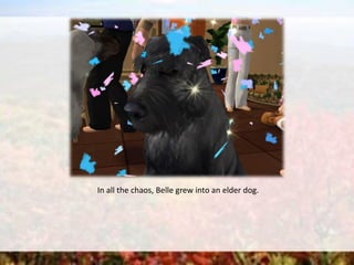 In all the chaos, Belle grew into an elder dog.
 