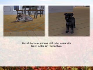 Hannah laid down and gave birth to her puppy with
Benny. A little boy I named Sven.
 