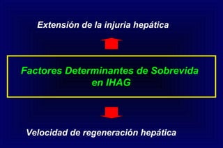 Factores Determinantes de Sobrevida
en IHAG
Extensión de la injuria hepática
Velocidad de regeneración hepática
 