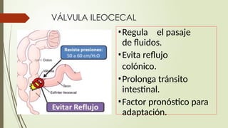 Fall Intestinal FALLA INTESTINAL EXPOSICION 2024 HOSPITAL PERU | PPTX