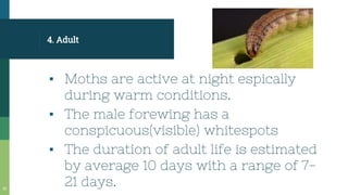 4. Adult
▪ Moths are active at night espically
during warm conditions.
▪ The male forewing has a
conspicuous(visible) whitespots
▪ The duration of adult life is estimated
by average 10 days with a range of 7-
21 days.
10
 