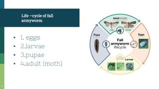 Life –cycle of fall
armyworm
▪ 1. eggs
▪ 2.larvae
▪ 3.pupae
▪ 4.adult (moth)
6
 