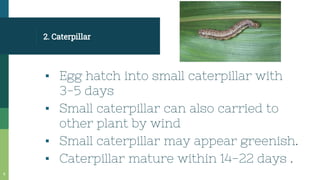 2. Caterpillar
▪ Egg hatch into small caterpillar with
3-5 days
▪ Small caterpillar can also carried to
other plant by wind
▪ Small caterpillar may appear greenish.
▪ Caterpillar mature within 14-22 days .
8
 