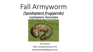 Fall Armyworm
(Spodoptera frugiperda)
Lepidoptera, Noctuidae
Avin Kharel
IAAS, Lamjung Campus (TU)
(aveenkharel005@gmail.com)
 