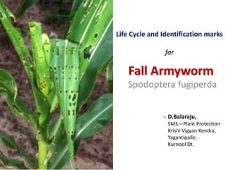 Fall Armyworm
Spodoptera fugiperda
- D.Balaraju,
SMS – Plant Protection
Krishi Vigyan Kendra,
Yagantipalle,
Kurnool Dt.
Life Cycle and Identification marks
for
 