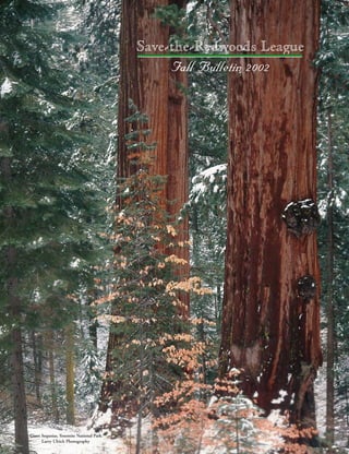 Giant Sequoias, Yosemite National Park
Larry Ulrich Photography
Save-the-Redwoods League
Fall Bulletin 2002
 