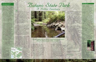 utano State Park is only a 45-
minute drive from downtown Palo Alto,
but it is another world. In its ancient
redwood groves, time bends; eons pass
in moments and moments seem to
endure for eons. Light is reified; its
shafts slice the forest in beams that seem
as solid as the trees themselves. The
sounds are otherworldly too: you can
hear the whoosh of an owl’s feathers;
the shifting duff under a banana slug;
the beat of your own heart.
According to State Park Ranger Michael
Grant, the name Butano (pronounced
Beaut en oh) may stem from a local
Native American word roughly meaning
“gathering place of friends.” Indeed, it is
the gathering of several friendly
ecotones, the zones in which two
habitat types meet, complementing the
beauty of 1,700 acres of redwood forest,
that makes Butano so extraordinary.
The main, northern portion of the park
is divided by Little Butano Creek,
which flows southwest through the
valley it has followed and helped to
carve over the centuries. The park’s
4,000 acres contain more than thirty
miles of trails through six distinct
habitat types: coastal grassland, alder
woodland, vernal wetland, oak
woodland, and chaparral, as well as the
Douglas-fir and
redwood forests.
In some cases the
ecotones change
abruptly when
soil-type or other
constraining
boundaries are
crossed. For
instance, there is
S a v e - t h e - R e d w o o d s L e a g u e | F a l l B u l l e t i n    Page  S a v e - t h e - R e d w o o d s L e a g u e F a l l B u l l e t i n     Page 
As you may remember, in
2002, the League purchased
eighty acres of old-growth
redwoods along Girl Scout
Creek near Butano State Park
in the Santa Cruz Mountain
region south of San Francisco.
Many members and new
donors gave generously to
help secure protection for this
forest which had been
identified by the League’s
Master Planning process as
particularly valuable for the
marbled murrelet.
Marbled murrelets are a
federally-listed threatened
seabird which nests in the
dense structure found in the
ancient redwood forest. The
population of marbled
murrelets in the Santa Cruz
mountain region is the
smallest in the United States.
The forests of Girl Scout
Creek and nearby Butano and
Big Basin State Parks provide
essential habitat for marbled
murrelets, so-called “flying
potatoes,” because of their
squat dimensions and quick,
dodgy flight patterns.
In late June, final funding was
secured from a party
responsible for an oil spill that
killed murrelets. This was
matched by contributions of
League members
and grants from the
Coastal
Conservancy and
the San Francisco
Foundation. Thank
you to all members
who supported the
Girl Scout Creek
acquisition.
Butano is less visited than its
neighbors, Big Basin
Redwoods and Ano Nuevo
state parks, but it is no less
fascinating or beautiful. In
fact, Butano’s seclusion makes
it both superlative wildlife
habitat and a fine place for
humans to seek the solace of
the wild. In the heat of
summer the beautiful Creek
and Nine Bridges trails cover
redwood habitat that’s often
several degrees cooler than the
surrounding areas. In the fall
and winter it is possible to see
steelhead swimming up Little
Butano Creek on their way to
spawn. The rare and beautiful
calypso orchid blooms
February through April.
Mushroom watching is also
great in the park; red caps and
redwood rooter mushrooms
are abundant in the duff and
orange chanterelles color the
floor of adjacent oak
woodland. Wildflowers carpet
the grassland and vernal
wetlands in the spring. Two
hundred and ten bird species
have been identified within
the park, including pileated
woodpeckers,
winter wrens,
and
grasshopper
sparrows, as
well as
endangered
marbled
murrelets,
peregrine
falcons, and
several owl
species. Camping is available
in the park as well, and the
main campground is in the
heart of an old-growth grove;
for better or worse, murrelets
nest in the canopy just above.
Butano StateParkA Hidden Sanctuary
an almost jarring transition where
knobcone pine forest ends and the
redwoods begin. In other cases, one
habitat type melds slowly into the next.
A hiker can start out on grassland and
proceed through coastal scrub, into oak
woodland, and on into Douglas-fir and
redwood habitat without noticing any
sharp boundaries. One day’s walking
here can contain a week’s worth of
quintessential Santa Cruz Mountain
sights, smells, and sounds.
Each Butano ecotone has its own
extraordinary character and outstanding
plants and animals. But it is the areas of
intersection, gradual or abrupt, that
biologists find most interesting for their
unusual associations and high degrees of
biological diversity. The grasslands, for
example, abut the redwood Douglas-fir
forest on the west end of the park near
Canyon Road, where characteristic
grassland species such as the jumping
mouse scurry through the shadows of
giant redwoods.
Visit Butano
This mosaic of habitat types is not only
enjoyable and interesting to hike and
study, it is ecologically significant as
well. Many local animals use more than
one type of habitat to eke out a living
and raise a family. Others, like bobcats
and mountain lions, will use the fire
resistant redwood forest as a temporary
sanctuary when the chaparral ignites.
And in the long term, it is often at these
boundaries between habitat types that
evolution’s adaptive processes are their
most innovative.
Butano is one of several redwood parks
in the area. Planning for a century from
now, when there may be 50 million Bay
Area residents and all the land-use
pressures they will bring, the League is
working with government agencies,
private owners, and non-governmental
organizations to maintain natural
connections between Butano, Big Basin,
and Portola Redwoods state parks, as
well as Pescadero Creek County Park.
Together, these protected areas contain
nearly seven thousand acres of old-
growth and thousands of acres more of
younger forests. This is the largest
concentration of ancient redwood
growth south of Humboldt County.
Ensuring the security and long-term
viability of the protected old-growth in
these parks requires us to act on a larger
scale – securing watershed protection,
and buffering and connecting core areas
of high biological value.
Make plans to visit Butano State Park
this year!
Photos by Abigail Levine
Written by Gordy Slack
Girl Scout Creek
and Murrelets
B
“One day’s walking here can contain a week’s worth of quintessential
Santa Cruz Mountain sights, smells, and sounds.”
 