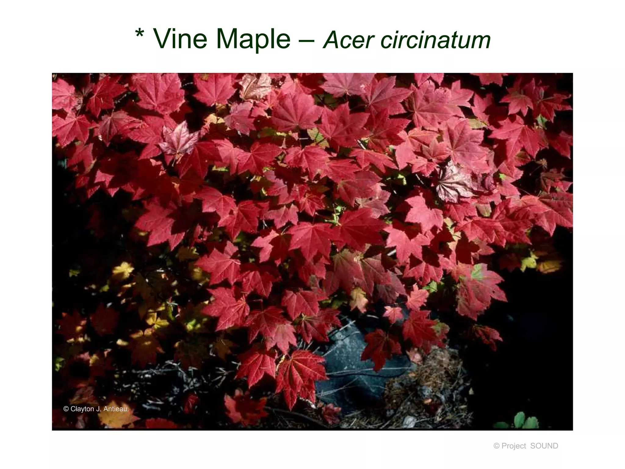 © Project SOUND
* Vine Maple – Acer circinatum
© Clayton J. Antieau.
 