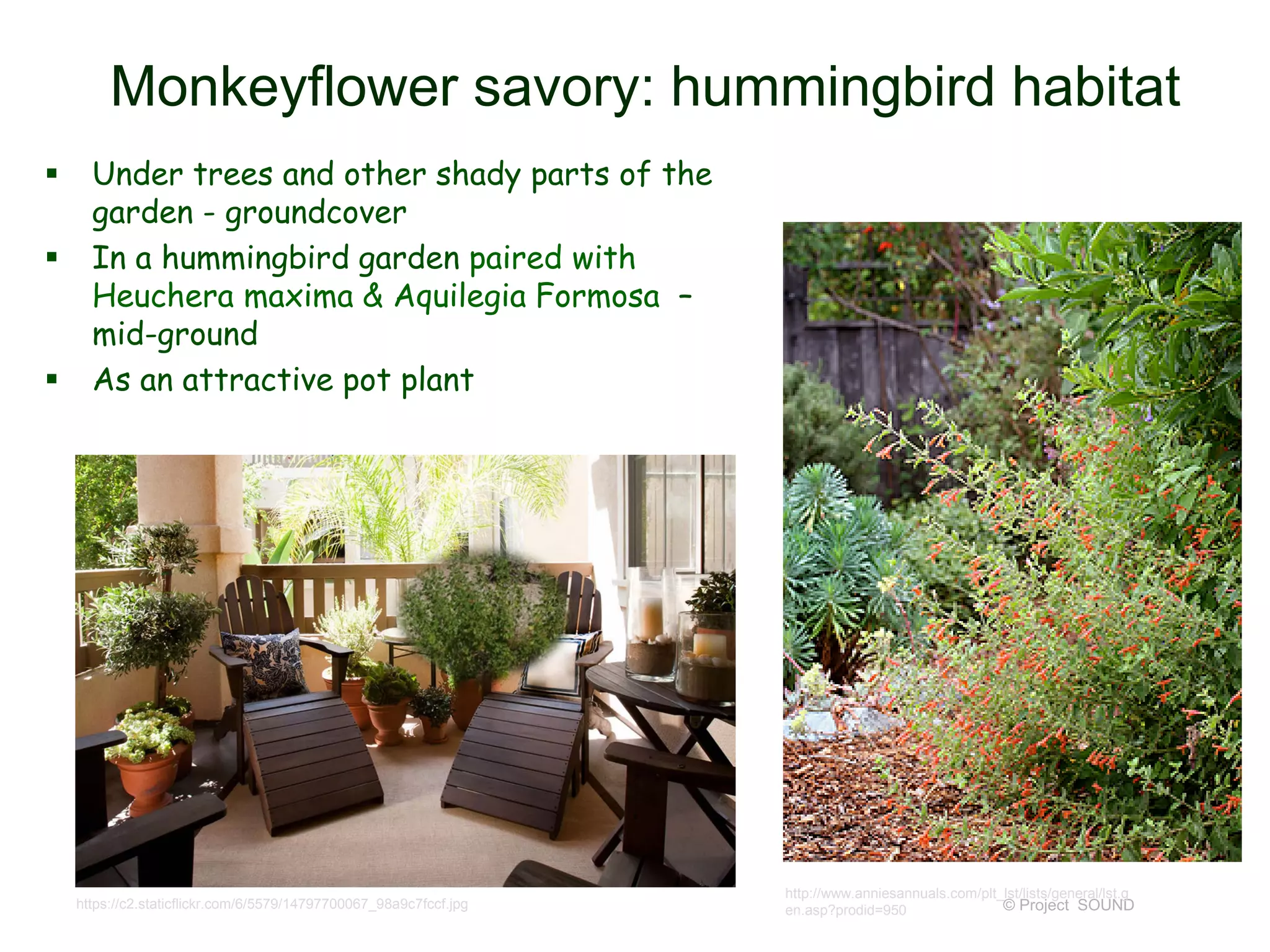 © Project SOUND
Monkeyflower savory: hummingbird habitat
 Under trees and other shady parts of the
garden - groundcover
 In a hummingbird garden paired with
Heuchera maxima & Aquilegia Formosa –
mid-ground
 As an attractive pot plant
http://www.anniesannuals.com/plt_lst/lists/general/lst.g
en.asp?prodid=950https://c2.staticflickr.com/6/5579/14797700067_98a9c7fccf.jpg
 