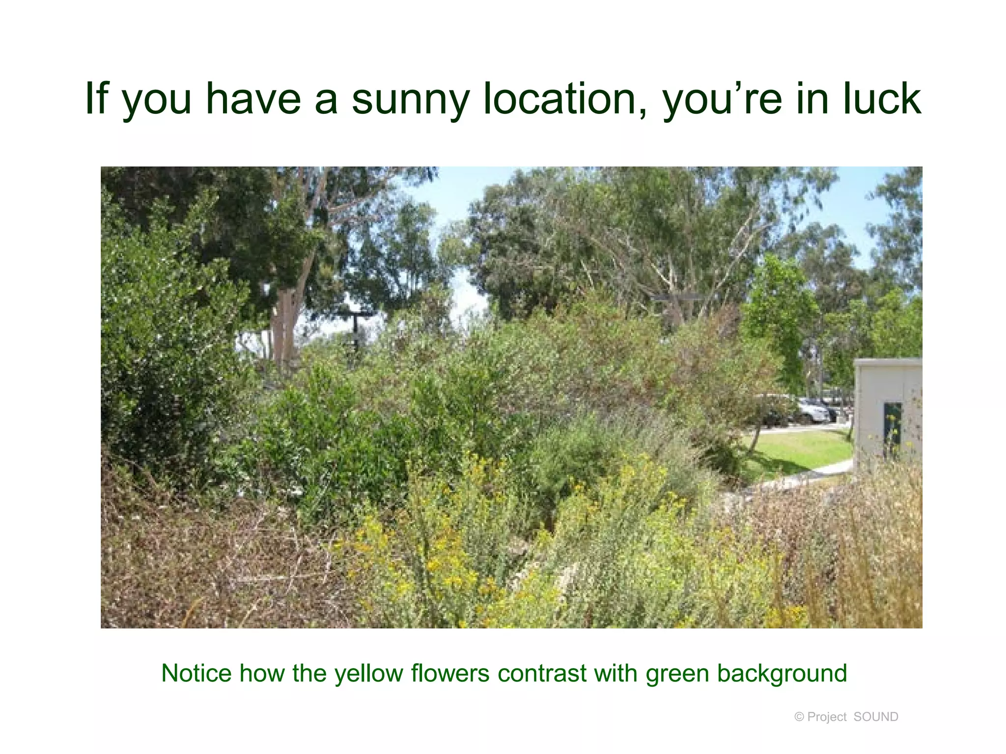 If you have a sunny location, you’re in luck
© Project SOUND
Notice how the yellow flowers contrast with green background
 