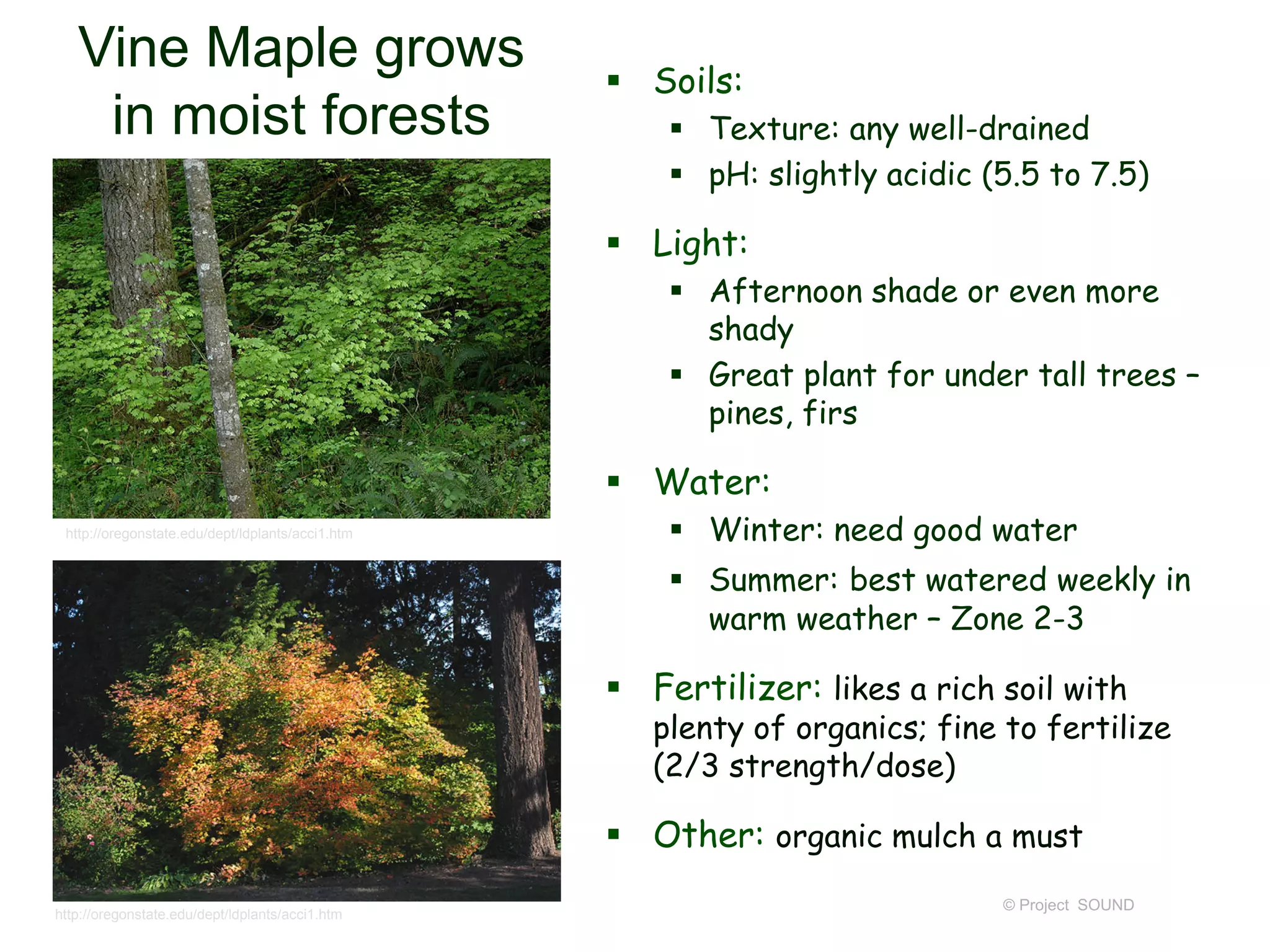 © Project SOUND
Vine Maple grows
in moist forests
 Soils:
 Texture: any well-drained
 pH: slightly acidic (5.5 to 7.5)
 Light:
 Afternoon shade or even more
shady
 Great plant for under tall trees –
pines, firs
 Water:
 Winter: need good water
 Summer: best watered weekly in
warm weather – Zone 2-3
 Fertilizer: likes a rich soil with
plenty of organics; fine to fertilize
(2/3 strength/dose)
 Other: organic mulch a must
http://oregonstate.edu/dept/ldplants/acci1.htm
http://oregonstate.edu/dept/ldplants/acci1.htm
 