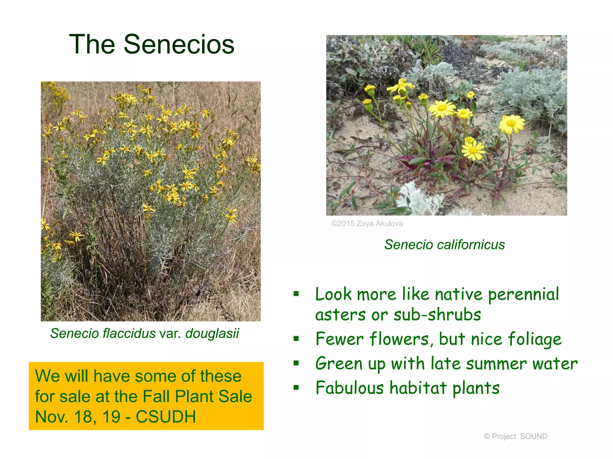 The Senecios
© Project SOUND
Senecio flaccidus var. douglasii
Senecio californicus
©2015 Zoya Akulova
 Look more like native perennial
asters or sub-shrubs
 Fewer flowers, but nice foliage
 Green up with late summer water
 Fabulous habitat plants
We will have some of these
for sale at the Fall Plant Sale
Nov. 18, 19 - CSUDH
 