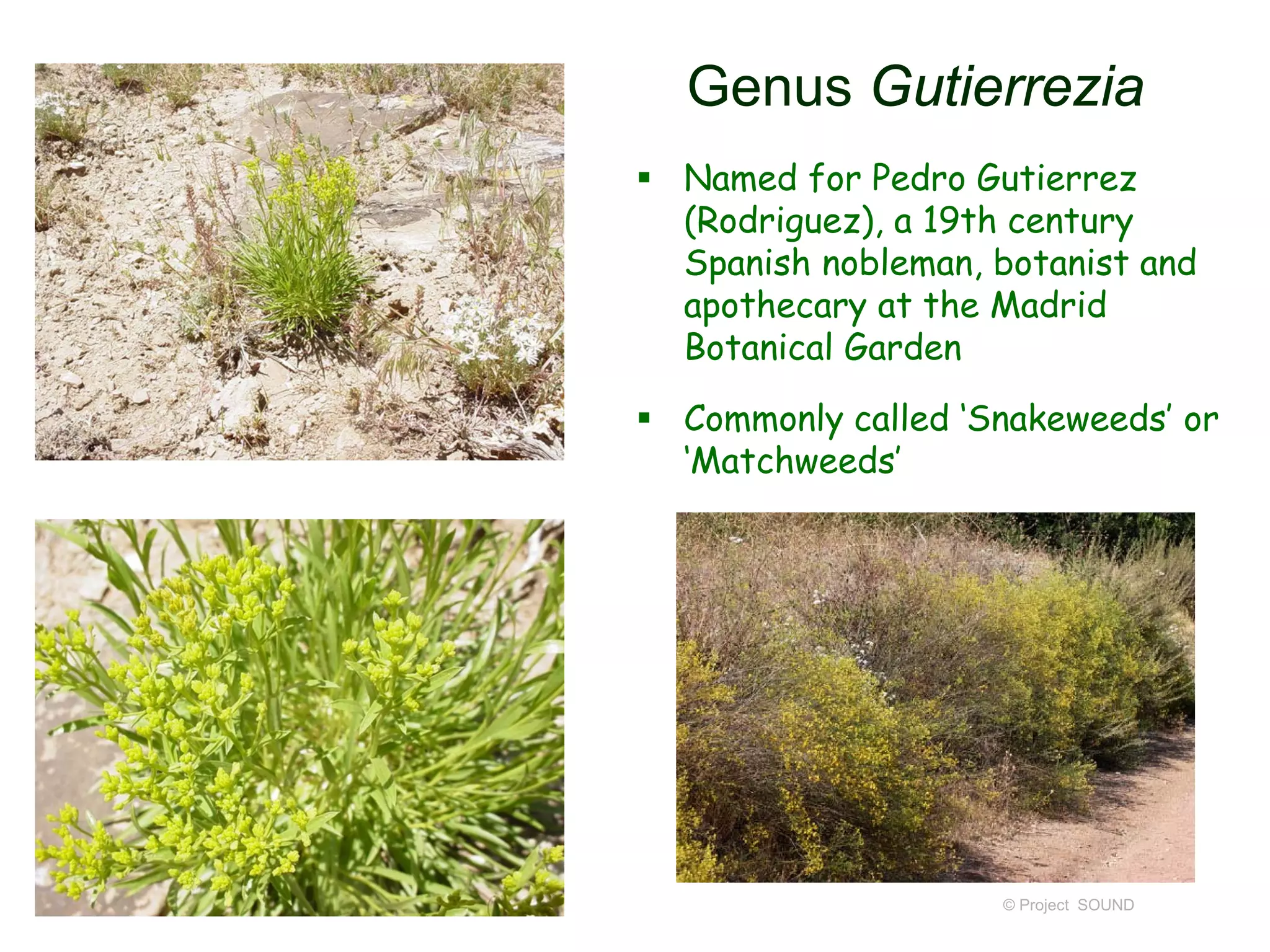 Genus Gutierrezia
 Named for Pedro Gutierrez
(Rodriguez), a 19th century
Spanish nobleman, botanist and
apothecary at the Madrid
Botanical Garden
 Commonly called ‘Snakeweeds’ or
‘Matchweeds’
© Project SOUND
 
