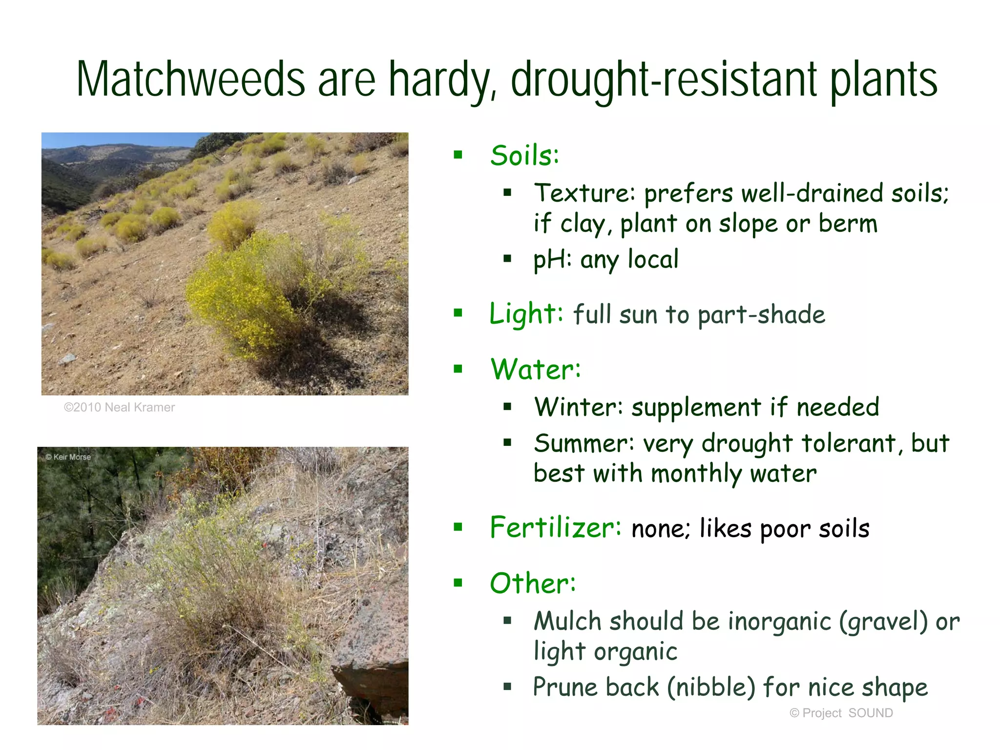 © Project SOUND
Matchweeds are hardy, drought-resistant plants
 Soils:
 Texture: prefers well-drained soils;
if clay, plant on slope or berm
 pH: any local
 Light: full sun to part-shade
 Water:
 Winter: supplement if needed
 Summer: very drought tolerant, but
best with monthly water
 Fertilizer: none; likes poor soils
 Other:
 Mulch should be inorganic (gravel) or
light organic
 Prune back (nibble) for nice shape
©2010 Neal Kramer
 