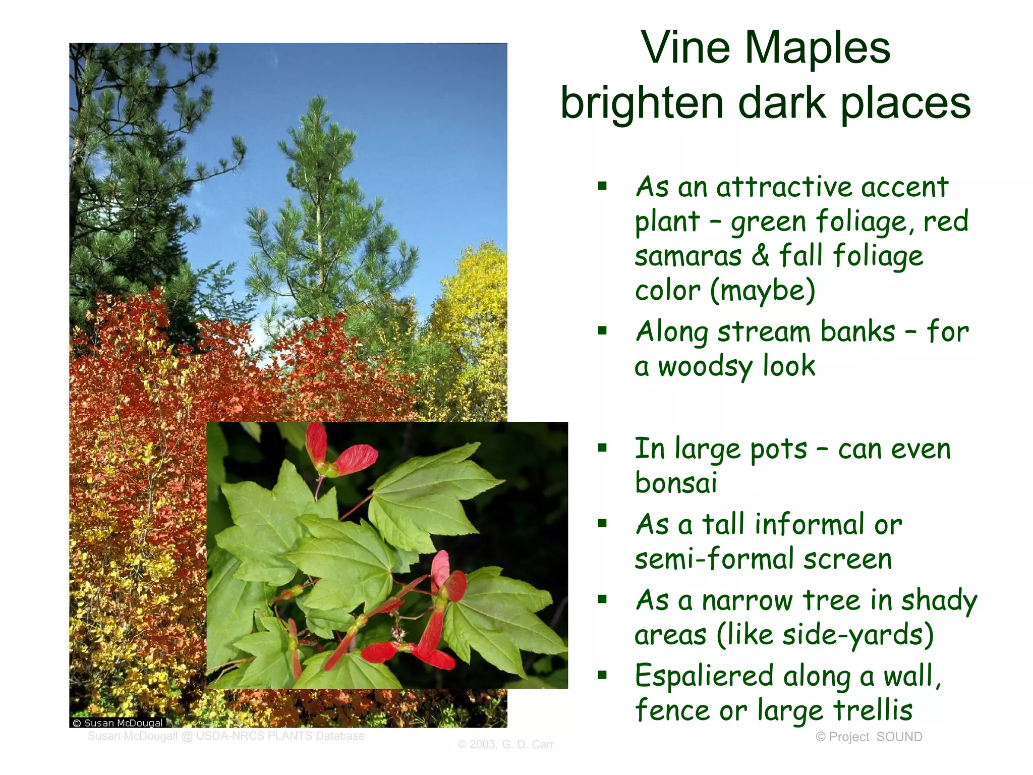 © Project SOUND
Vine Maples
brighten dark places
 As an attractive accent
plant – green foliage, red
samaras & fall foliage
color (maybe)
 Along stream banks – for
a woodsy look
 In large pots – can even
bonsai
 As a tall informal or
semi-formal screen
 As a narrow tree in shady
areas (like side-yards)
 Espaliered along a wall,
fence or large trellis
Susan McDougall @ USDA-NRCS PLANTS Database
© 2003, G. D. Carr
 