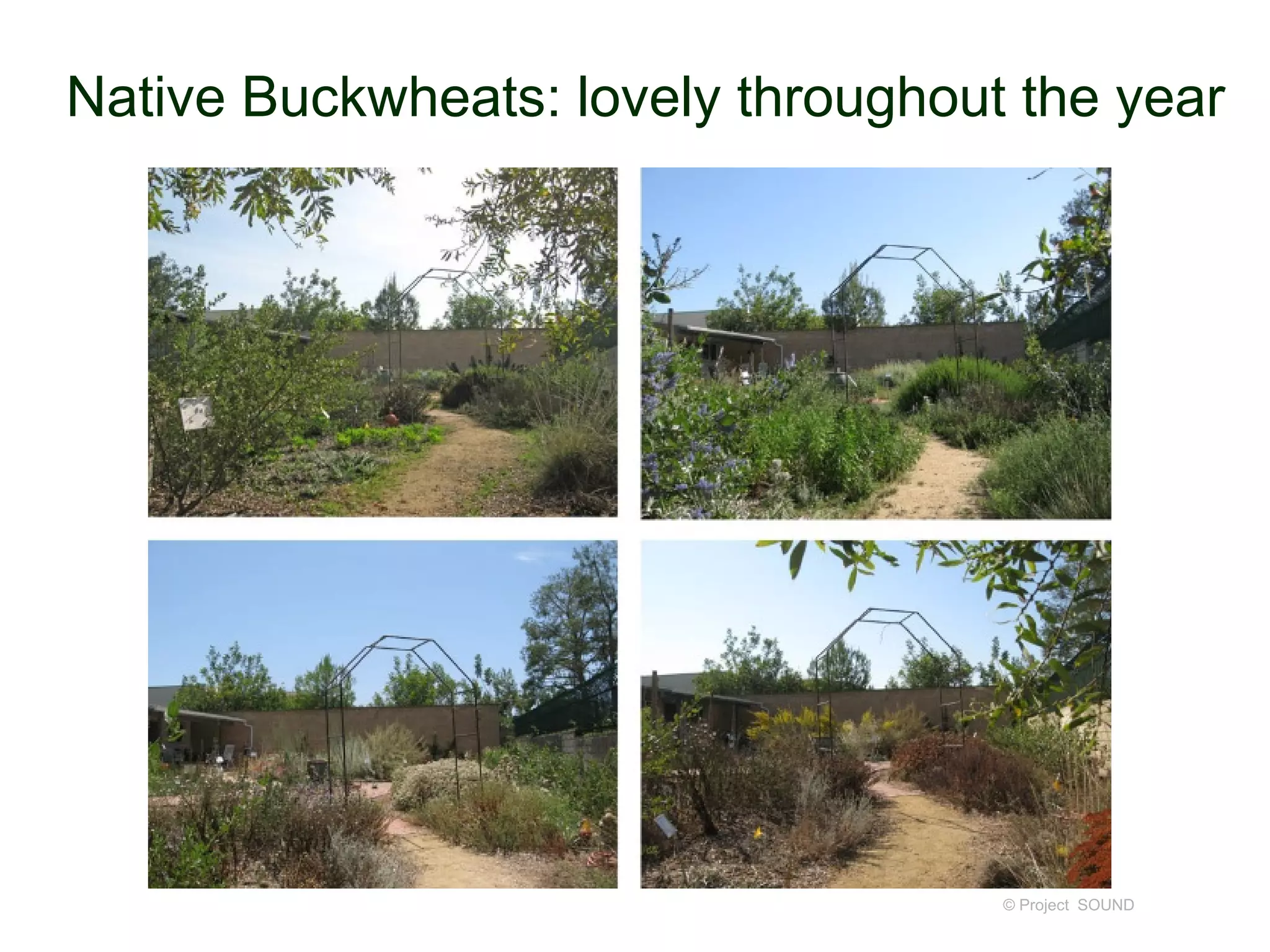 Native Buckwheats: lovely throughout the year
© Project SOUND
 