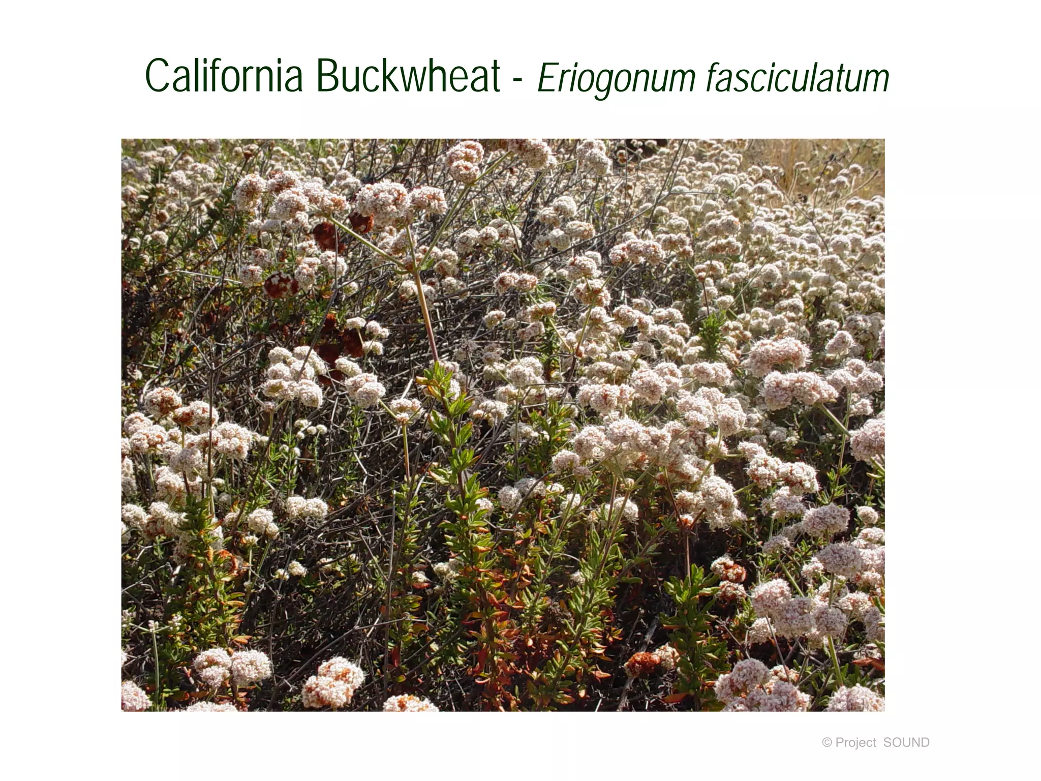 © Project SOUND
California Buckwheat - Eriogonum fasciculatum
 