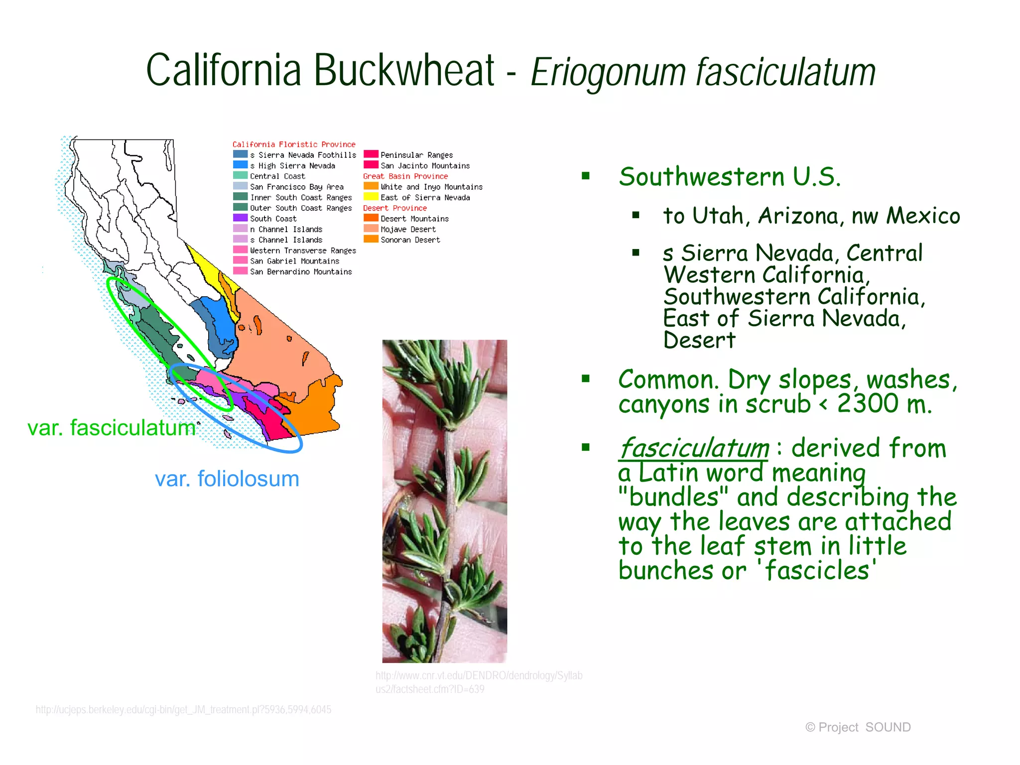 © Project SOUND
California Buckwheat - Eriogonum fasciculatum
 Southwestern U.S.
 to Utah, Arizona, nw Mexico
 s Sierra Nevada, Central
Western California,
Southwestern California,
East of Sierra Nevada,
Desert
 Common. Dry slopes, washes,
canyons in scrub < 2300 m.
 fasciculatum : derived from
a Latin word meaning
"bundles" and describing the
way the leaves are attached
to the leaf stem in little
bunches or 'fascicles'
http://www.cnr.vt.edu/DENDRO/dendrology/Syllab
us2/factsheet.cfm?ID=639
http://ucjeps.berkeley.edu/cgi-bin/get_JM_treatment.pl?5936,5994,6045
var. fasciculatum
var. foliolosum
 