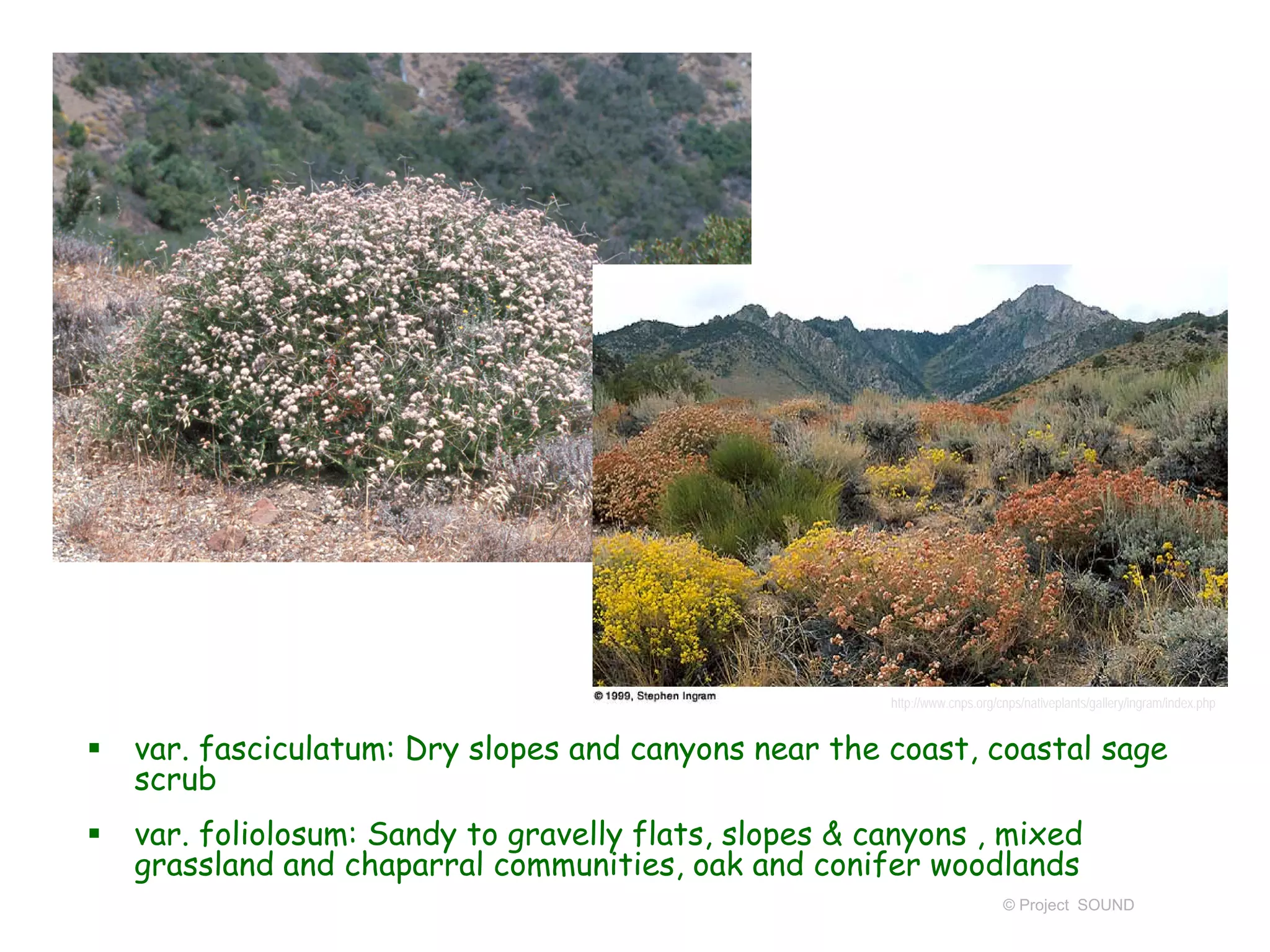© Project SOUND
 var. fasciculatum: Dry slopes and canyons near the coast, coastal sage
scrub
 var. foliolosum: Sandy to gravelly flats, slopes & canyons , mixed
grassland and chaparral communities, oak and conifer woodlands
http://www.cnps.org/cnps/nativeplants/gallery/ingram/index.php
 