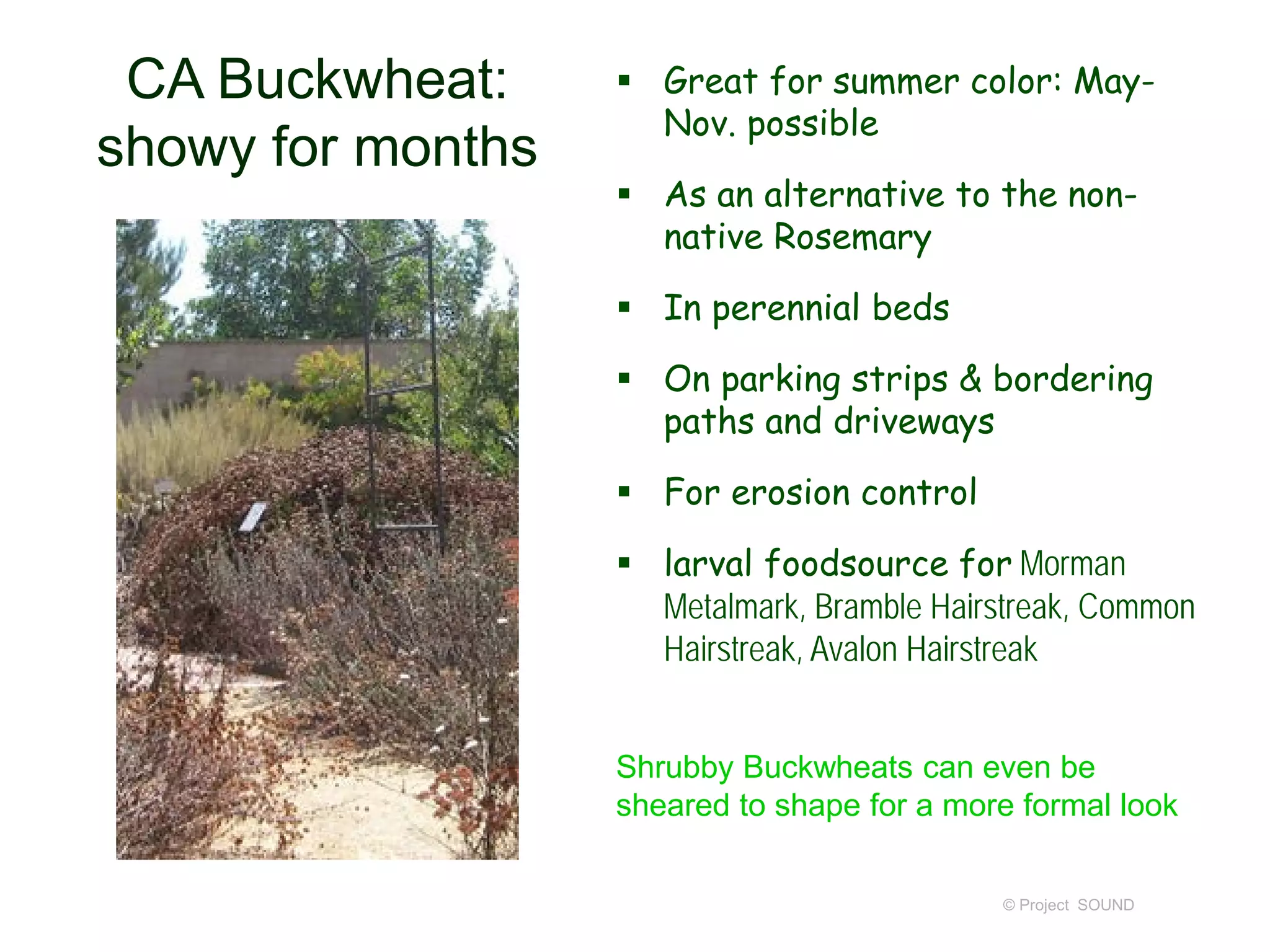 © Project SOUND
CA Buckwheat:
showy for months
 Great for summer color: May-
Nov. possible
 As an alternative to the non-
native Rosemary
 In perennial beds
 On parking strips & bordering
paths and driveways
 For erosion control
 larval foodsource for Morman
Metalmark, Bramble Hairstreak, Common
Hairstreak, Avalon Hairstreak
Shrubby Buckwheats can even be
sheared to shape for a more formal look
 