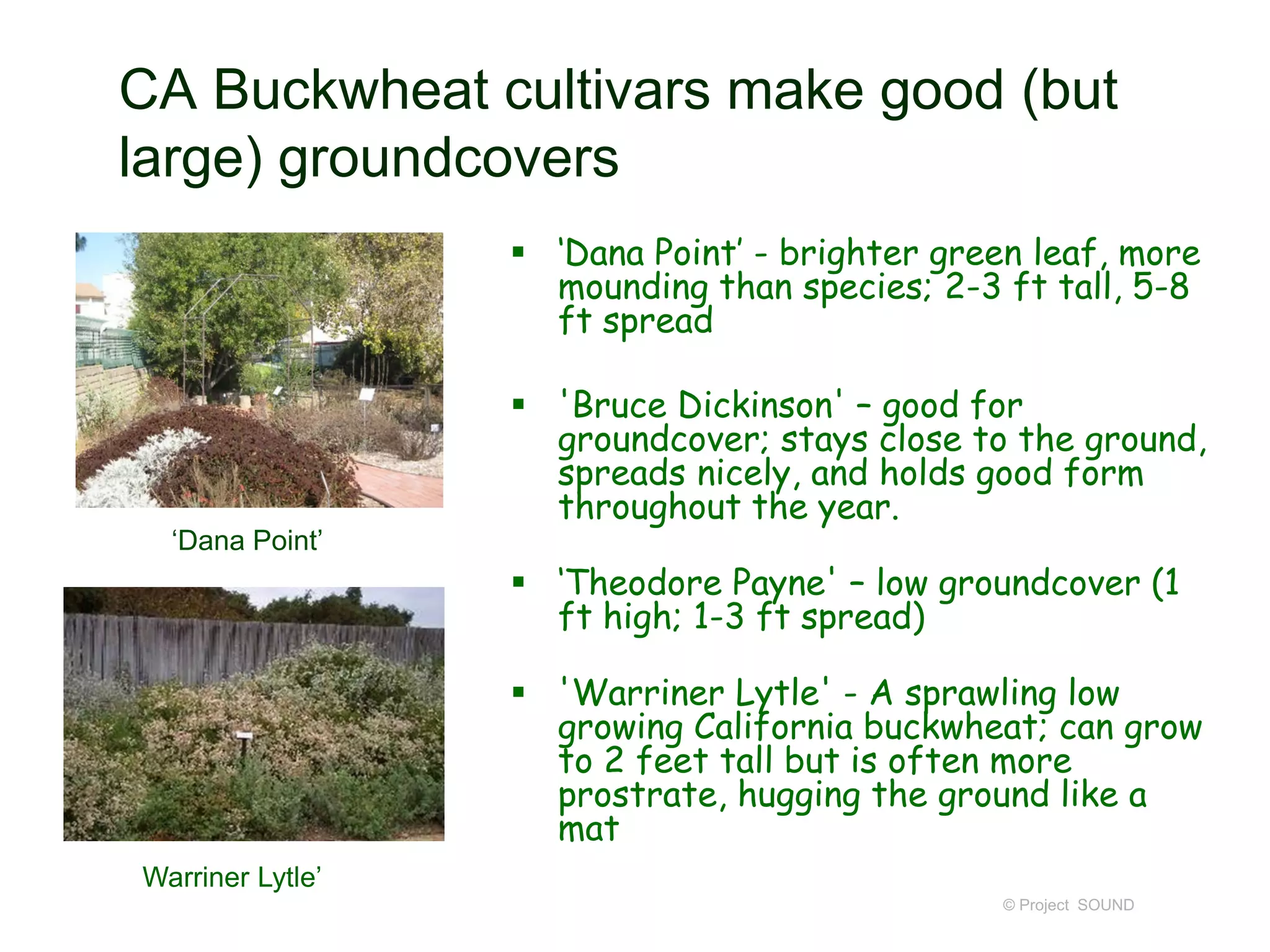© Project SOUND
CA Buckwheat cultivars make good (but
large) groundcovers
 ‘Dana Point’ - brighter green leaf, more
mounding than species; 2-3 ft tall, 5-8
ft spread
 'Bruce Dickinson' – good for
groundcover; stays close to the ground,
spreads nicely, and holds good form
throughout the year.
 ‘Theodore Payne' – low groundcover (1
ft high; 1-3 ft spread)
 'Warriner Lytle' - A sprawling low
growing California buckwheat; can grow
to 2 feet tall but is often more
prostrate, hugging the ground like a
mat
‘Dana Point’
Warriner Lytle’
 
