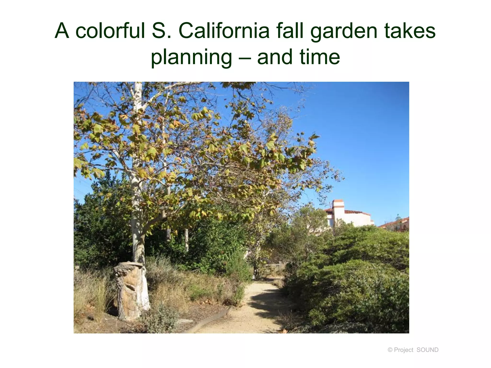 A colorful S. California fall garden takes
planning – and time
© Project SOUND
 