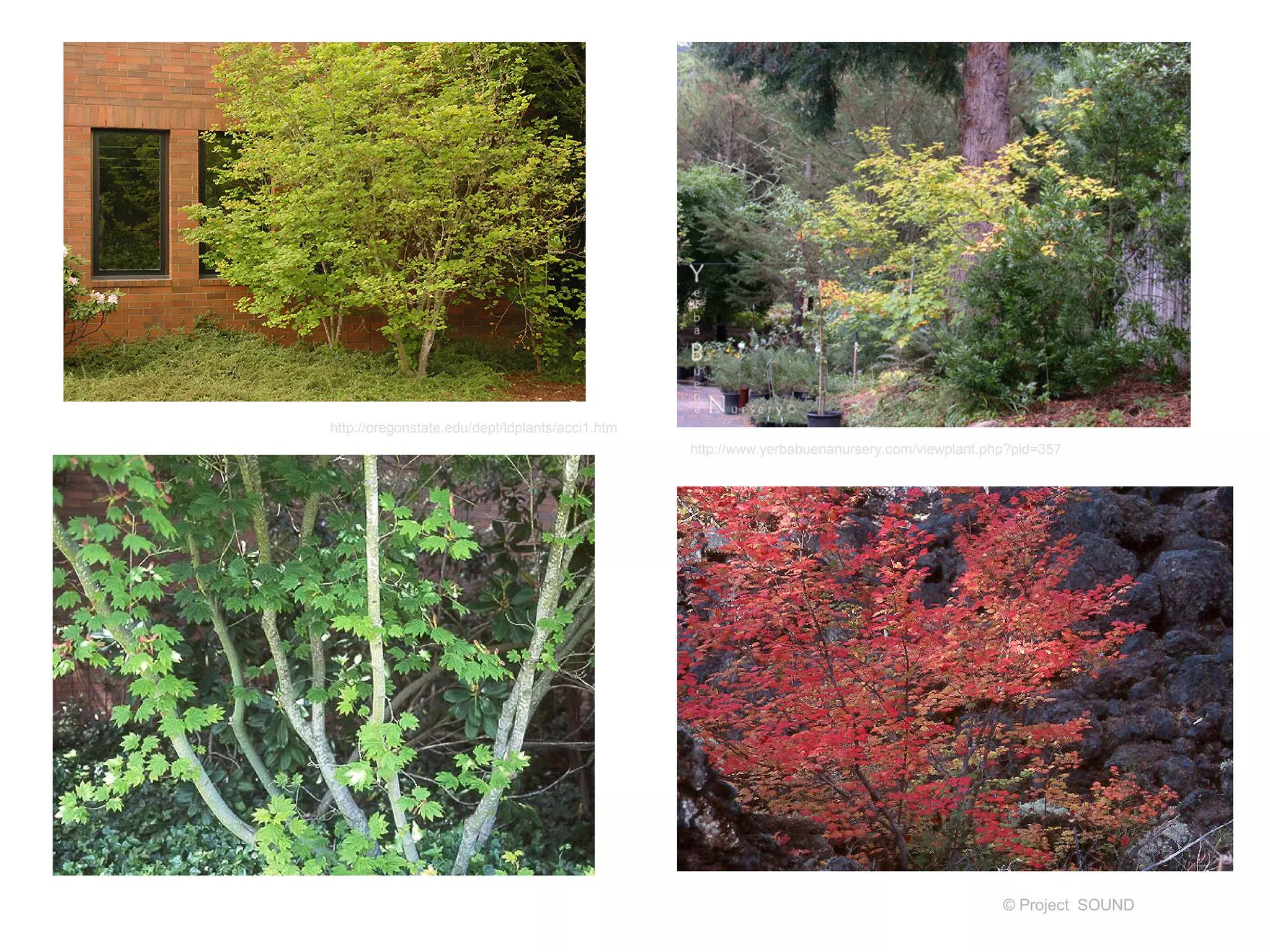 © Project SOUND
http://oregonstate.edu/dept/ldplants/acci1.htm
http://www.yerbabuenanursery.com/viewplant.php?pid=357
 