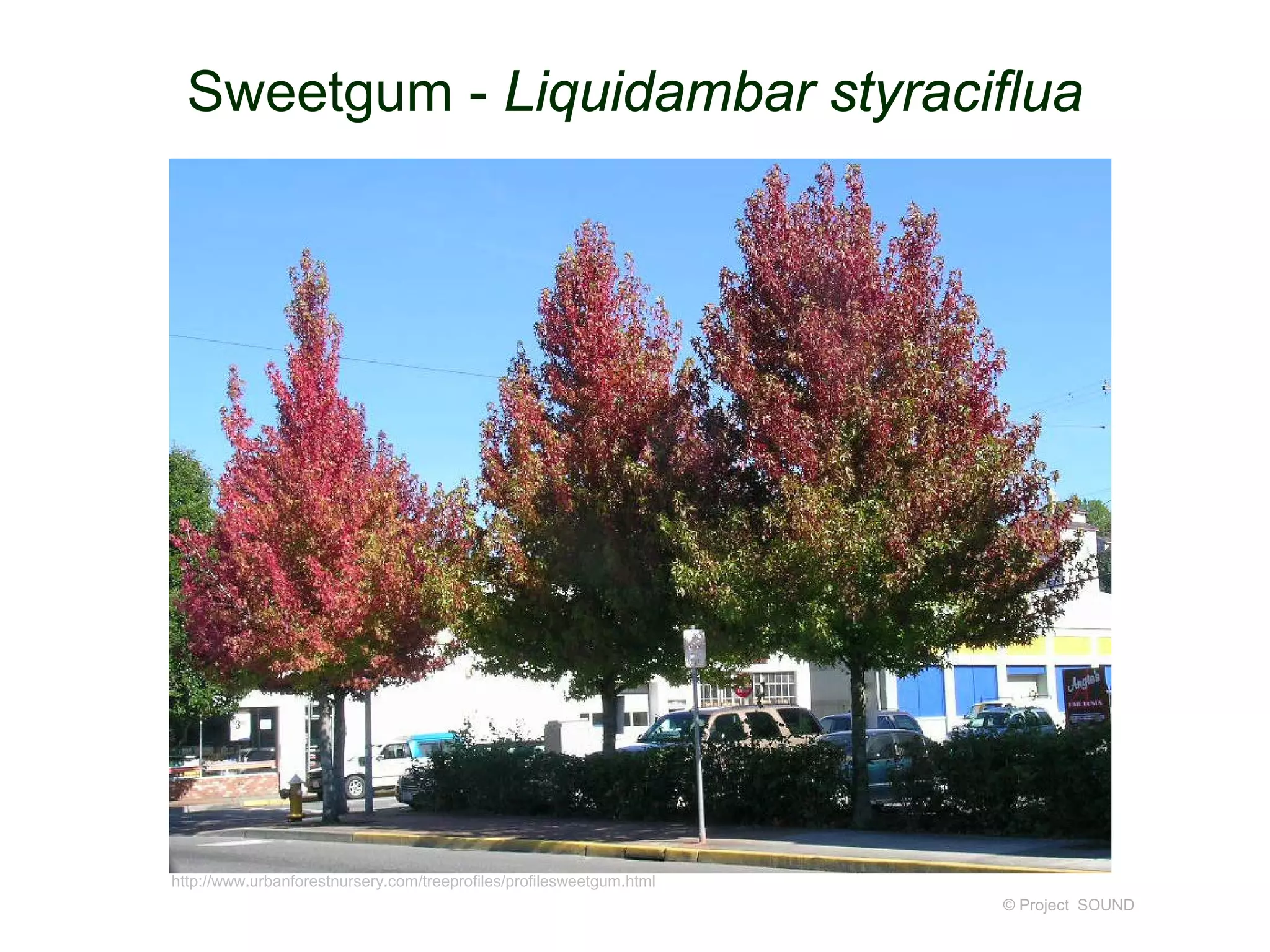 Sweetgum - Liquidambar styraciflua
© Project SOUND
http://www.urbanforestnursery.com/treeprofiles/profilesweetgum.html
 