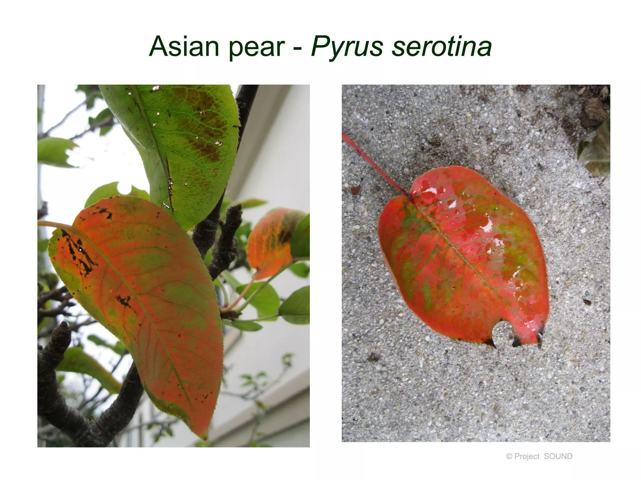 Asian pear - Pyrus serotina
© Project SOUND
 