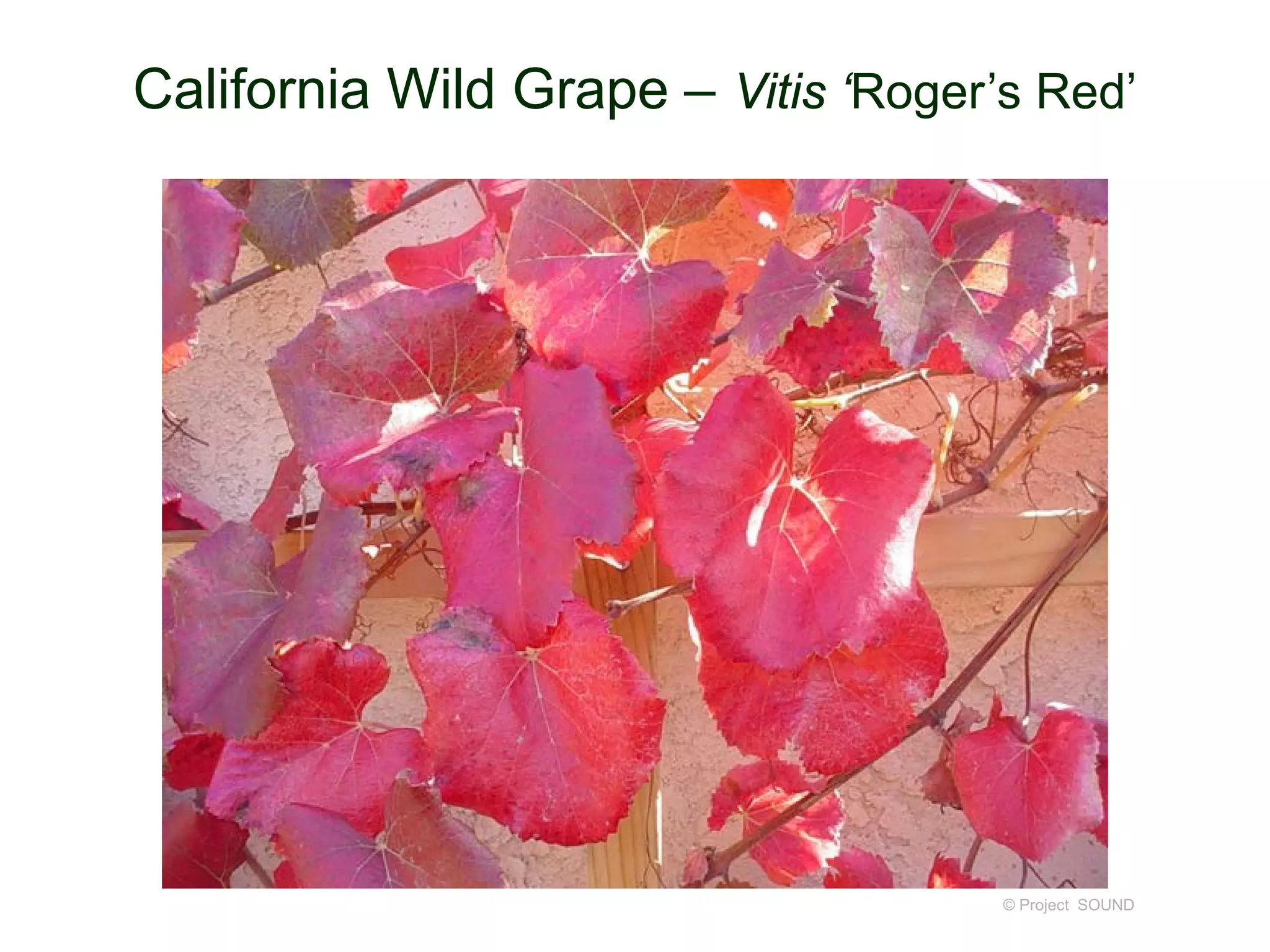 © Project SOUND
California Wild Grape – Vitis ‘Roger’s Red’
 