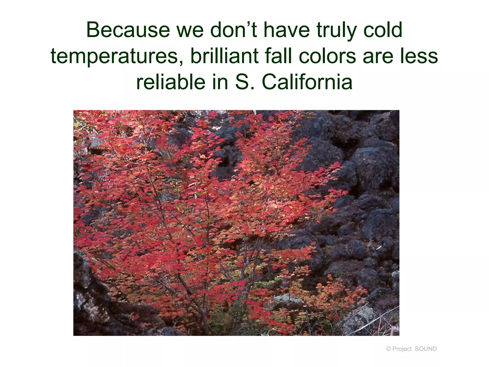 Because we don’t have truly cold
temperatures, brilliant fall colors are less
reliable in S. California
© Project SOUND
 