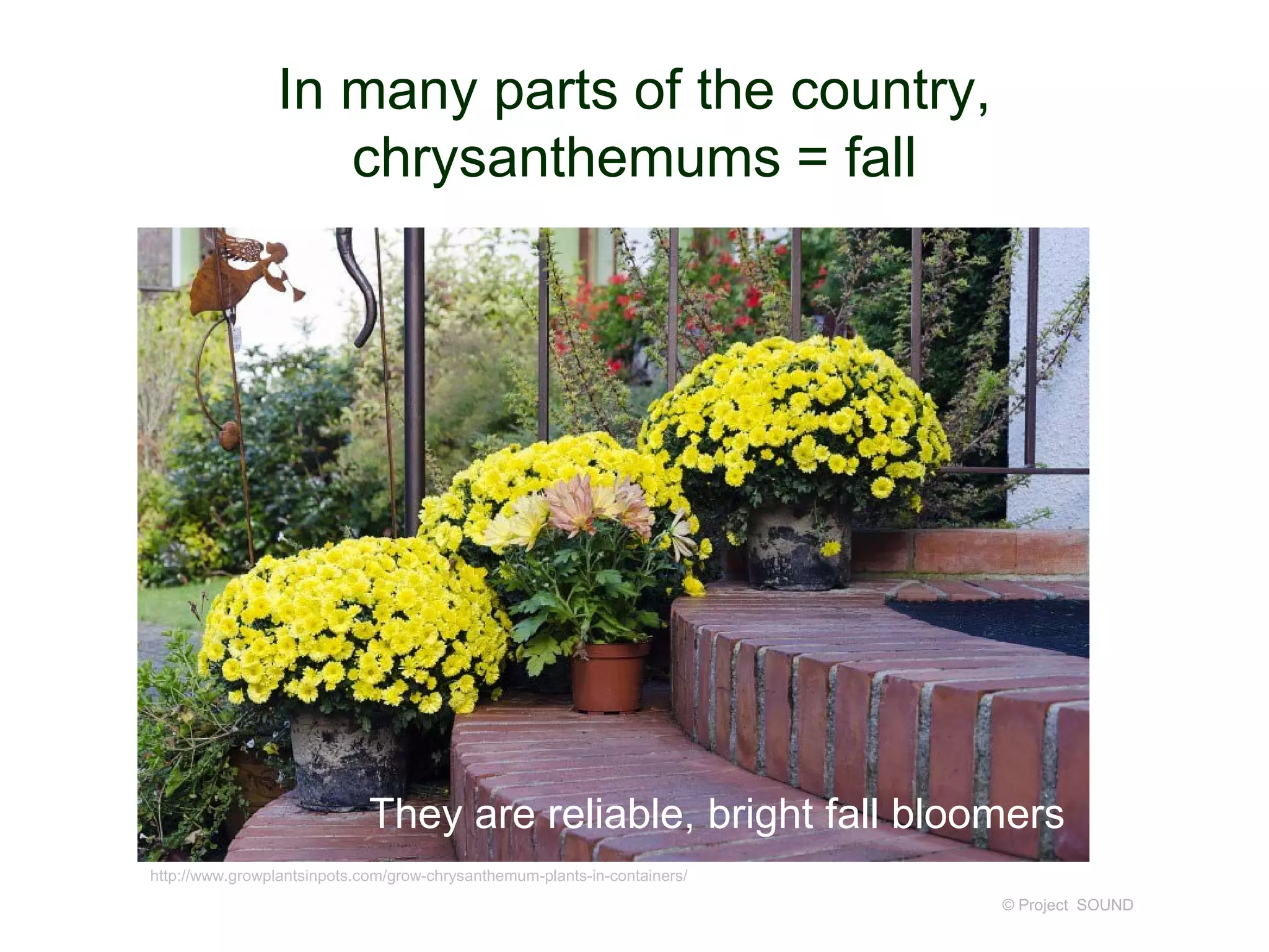 In many parts of the country,
chrysanthemums = fall
© Project SOUND
http://www.growplantsinpots.com/grow-chrysanthemum-plants-in-containers/
They are reliable, bright fall bloomers
 